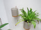wall hanging plant pots for indoors