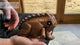 Frog Guiro demostration of sound